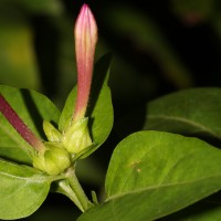 Mirabilis jalapa L.